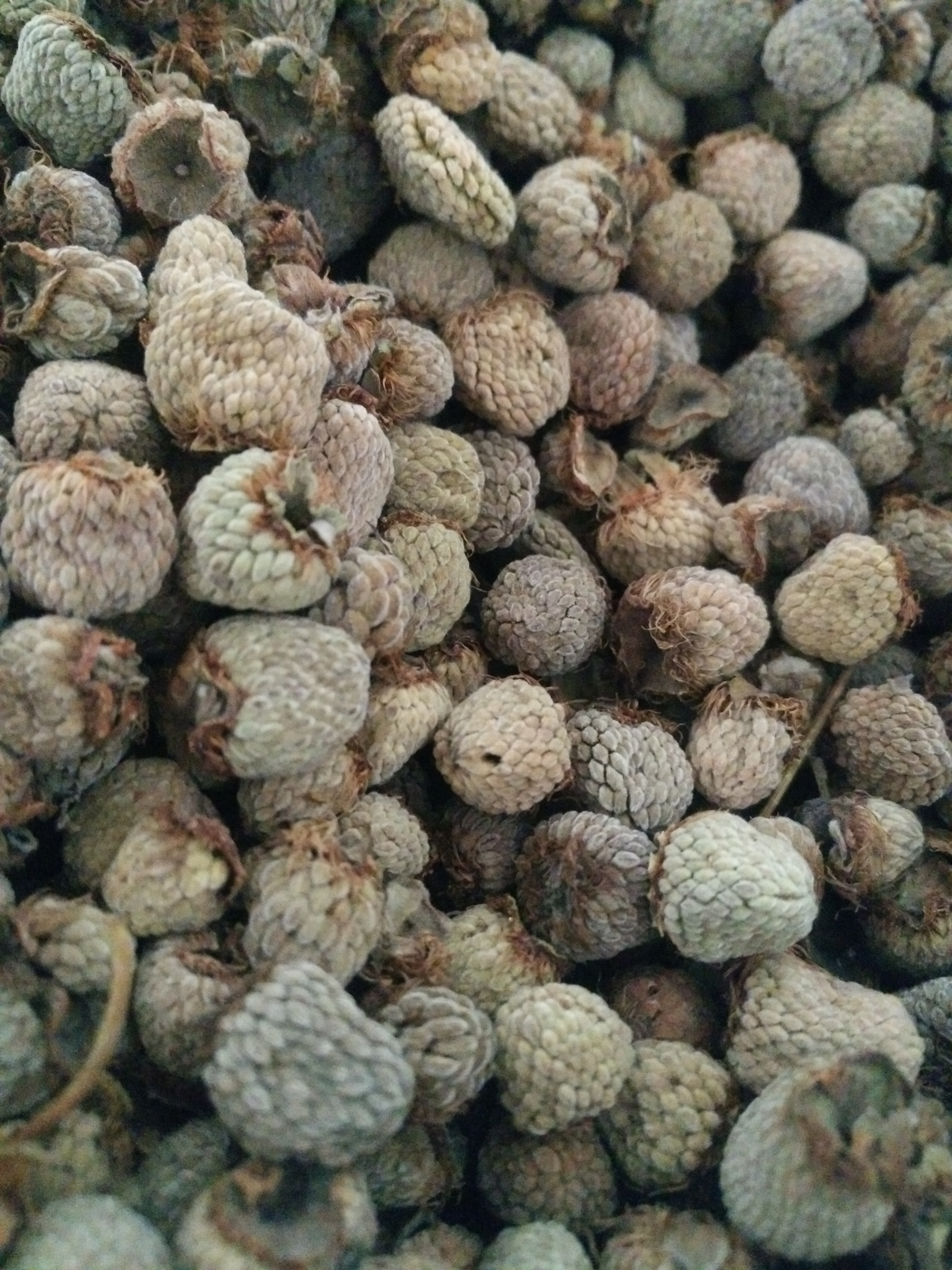 复盆子最新价格,复盆子最新价格，探寻市场趋势与消费者心声，复盆子最新价格揭秘，市场趋势与消费者反馈