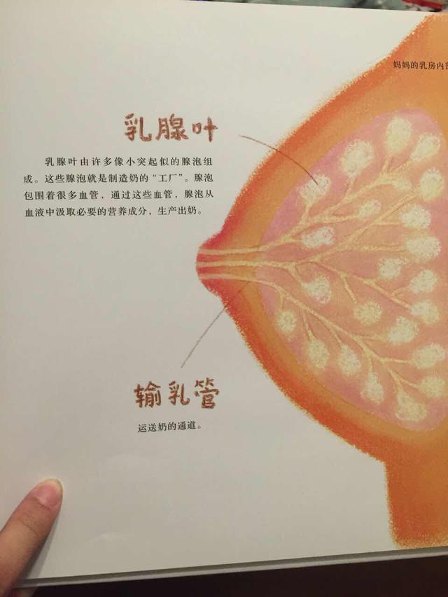 2017最新乳汁小说,探索未知，关于乳汁的奇妙故事，探索未知，关于乳汁的奇妙故事（最新乳汁小说）