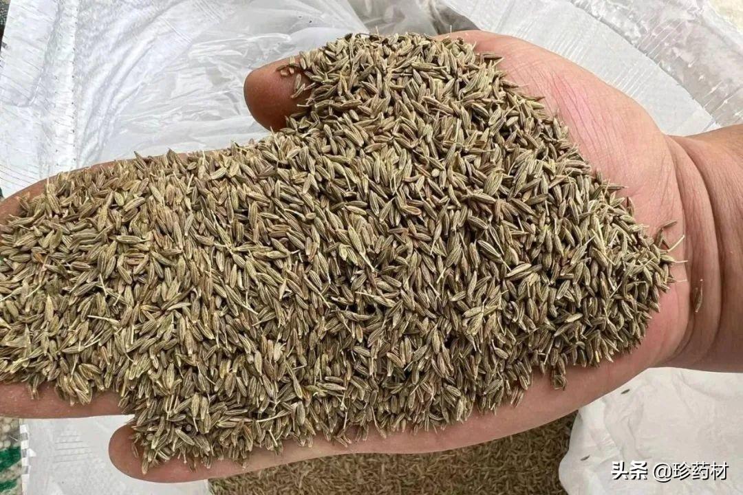 海金沙最新价格,海金沙最新价格，市场走势与购买指南，海金沙最新价格行情，市场走势与购买指南