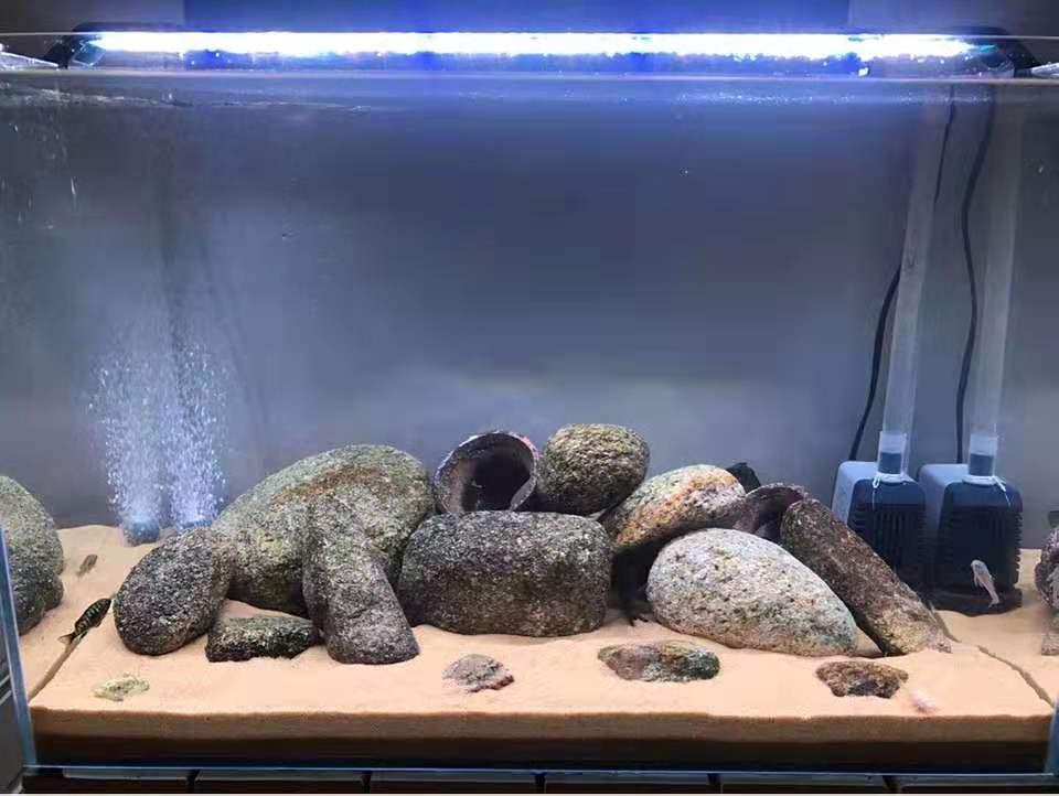 最新水族箱,最新水族箱，探索未来的海洋梦幻乐园，探索未来海洋梦幻乐园，最新水族箱概览