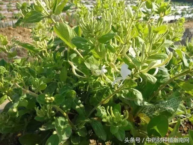 金银花的最新价格,金银花的最新价格，市场走势与人们的共鸣，金银花最新价格动态，市场走势与公众共鸣